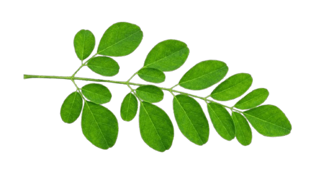 Moringa leaf